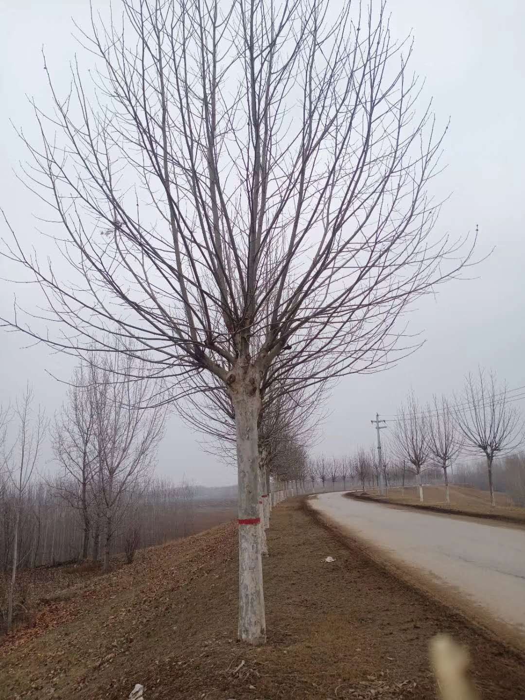 速生法桐 法桐，发冒法桐，