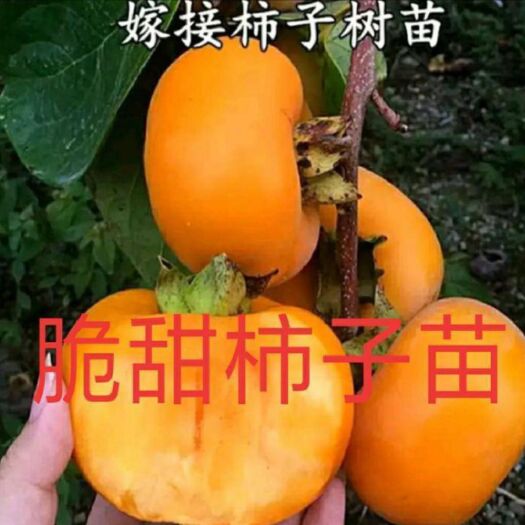 平邑县 脆柿苗 无核甜脆柿子苗 摘下即食  保证成活率 免费技术指