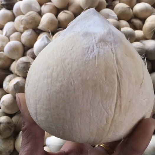海口金椰子 黄金椰