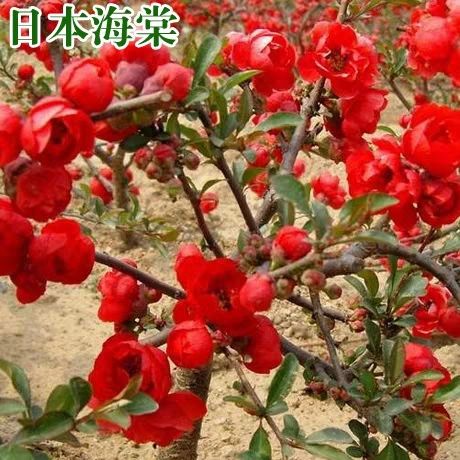 西府海棠花苗 垂丝海棠 铁杆海棠树苗 北美海棠树苗 绿化工程