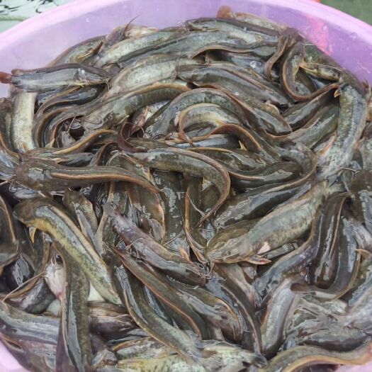 广州黄妃塘虱鱼苗  本地塘鲺鱼苗 三黄塘鲺 塘角鱼苗 杂交塘虱