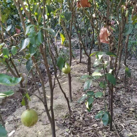 上饶马家柚苗