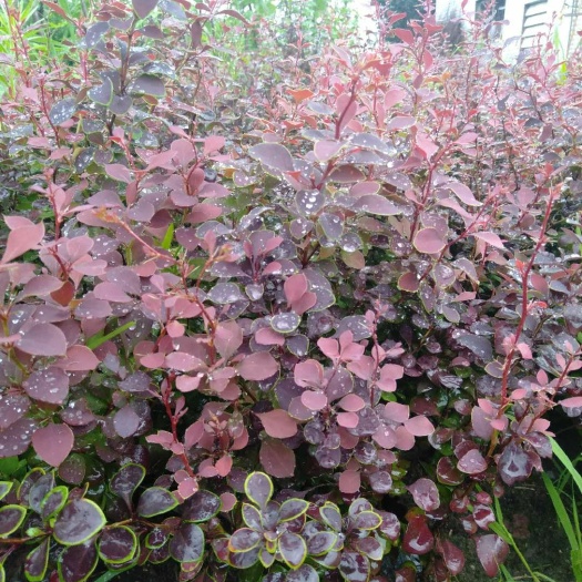 开原市红叶小檗 紫叶小檗