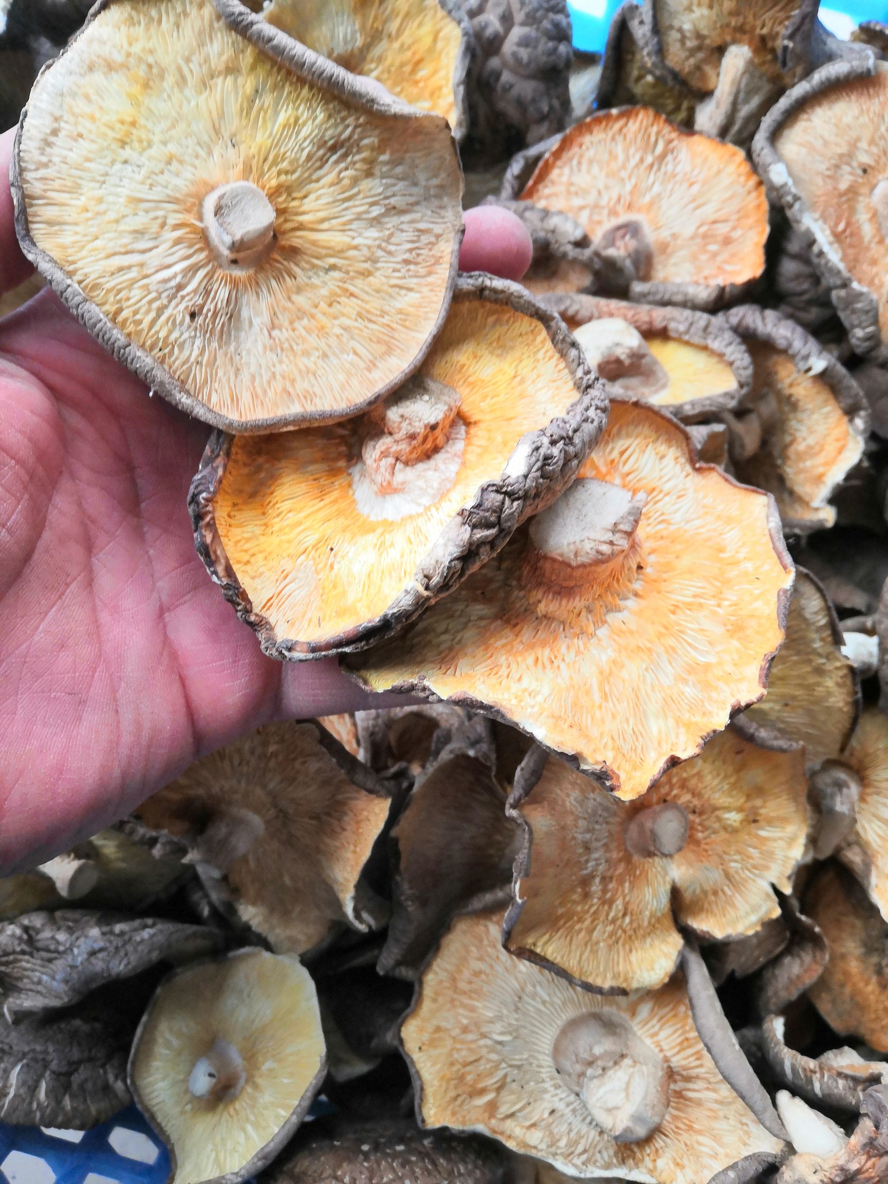 河南香菇干货香菇香信