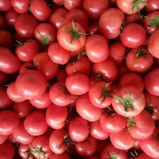 黑山县 硬粉西红柿货源充足质量优良提供物流信息