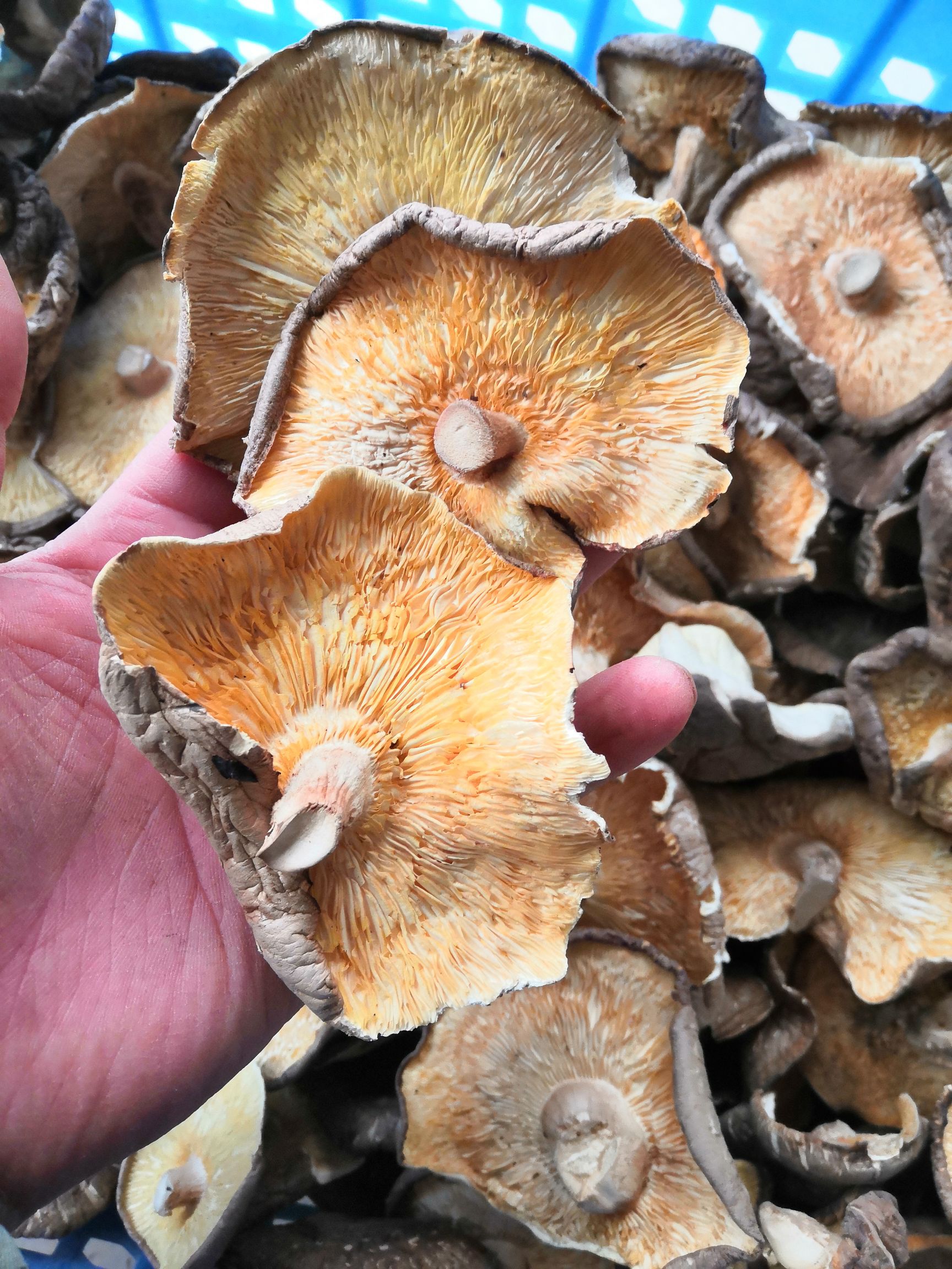 河南香菇干货香菇香信