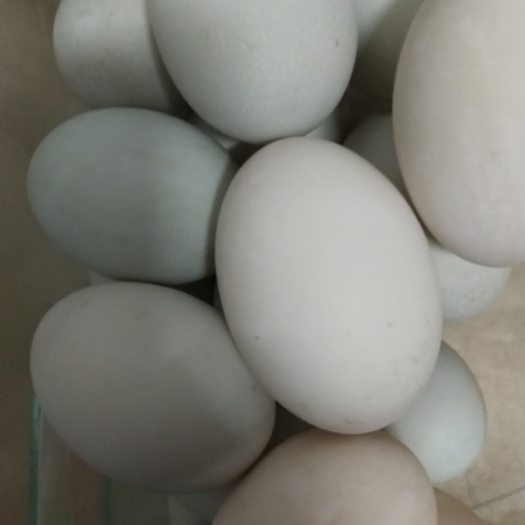 永嘉县土鸭蛋 食用 散装