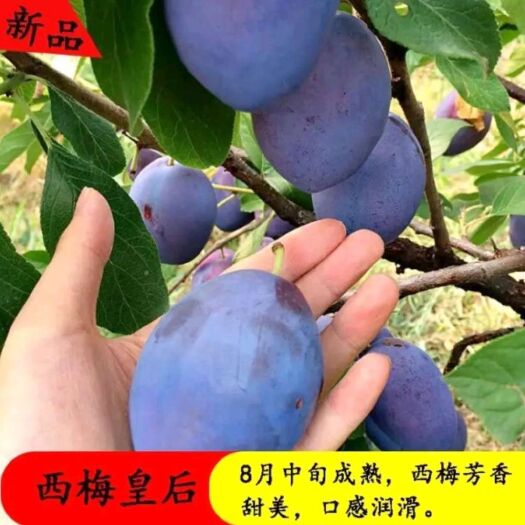 平邑县胭脂李树苗 西梅李树苗  嫁接苗  口感好 产量高 基地直供 保证成活率
