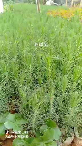 灵山县 湿地松树苗