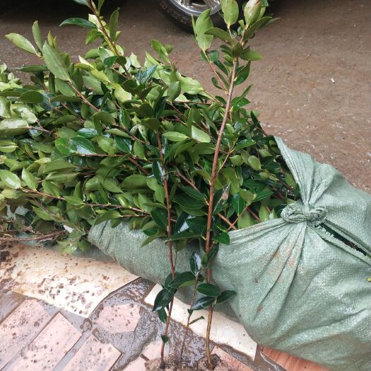 灵山县油茶树苗   油茶苗 软枝广西油茶苗高20－50公分高，白花油茶出油率高