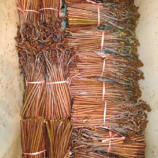 金沙县 蕨菜 大量批发