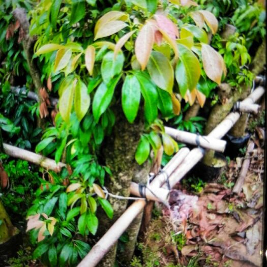 灵山县怀枝荔枝苗 靓苗