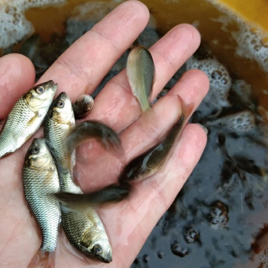 开远市各种规格鲤鱼苗