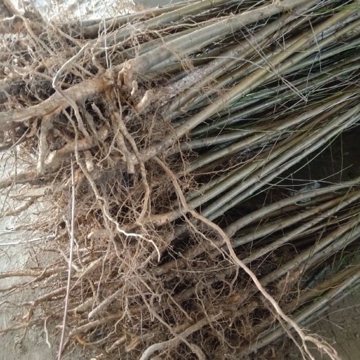 邳州市 苏北毛桃树苗树，树高株粗价格合理，欢迎选购《实生苗》