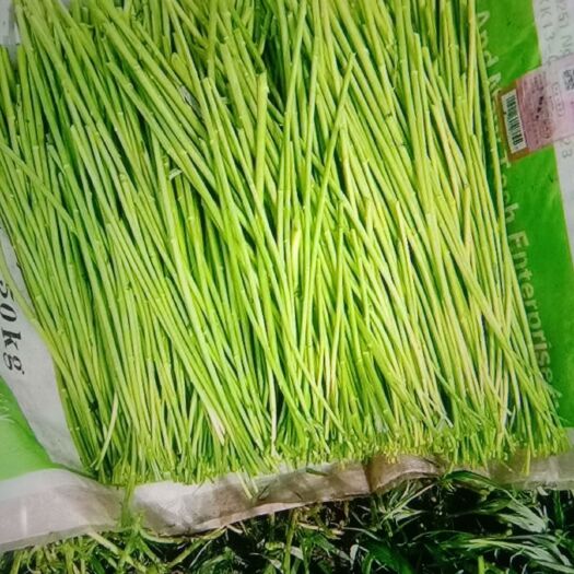 丹阳市藜蒿  供应新鲜芦蒿，自产自销