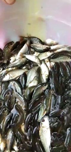 各種規(guī)格鯉魚苗