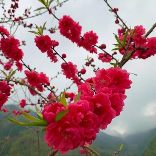 桂林罗汉果苗