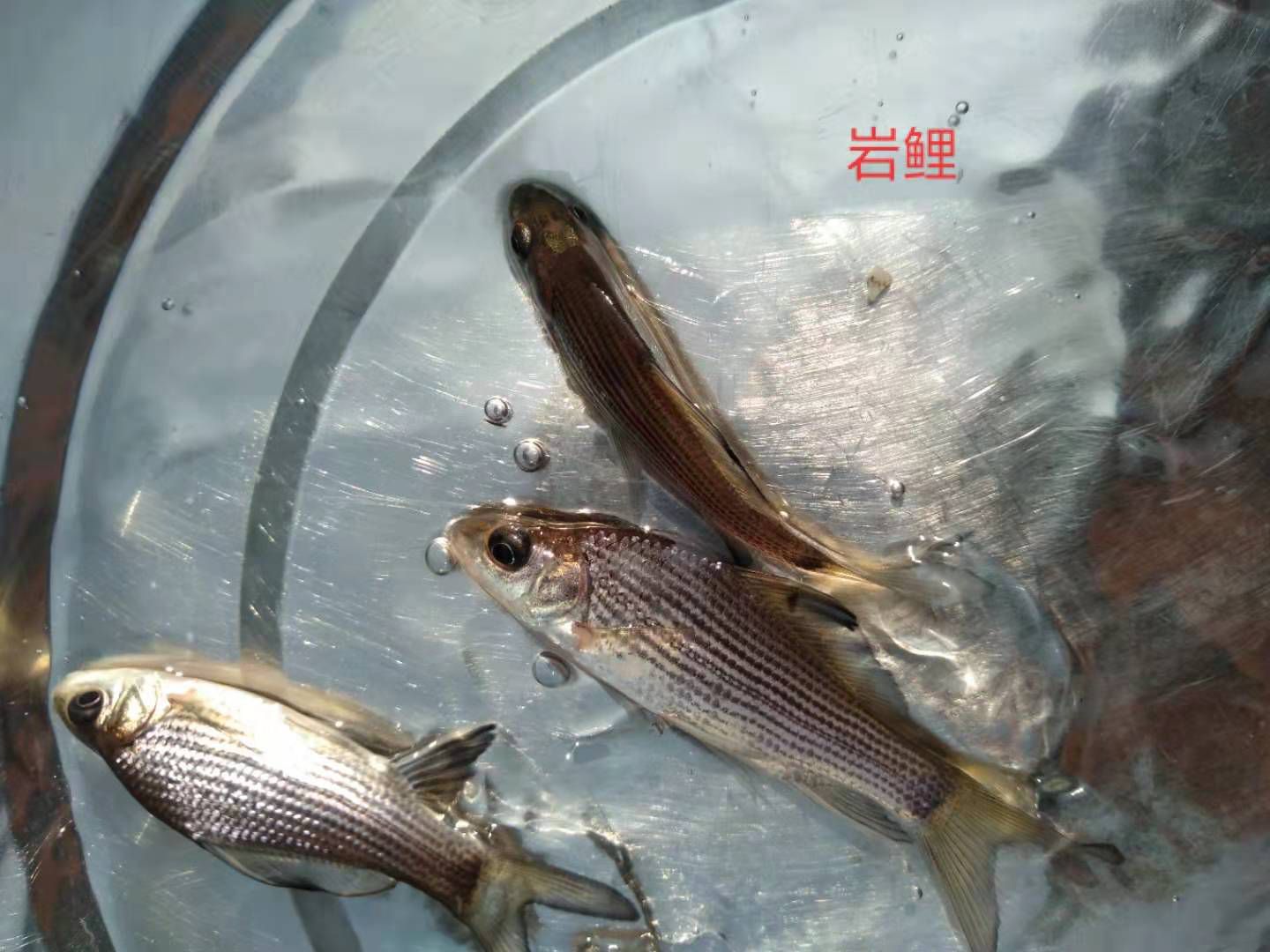 各種規(guī)格鯉魚苗