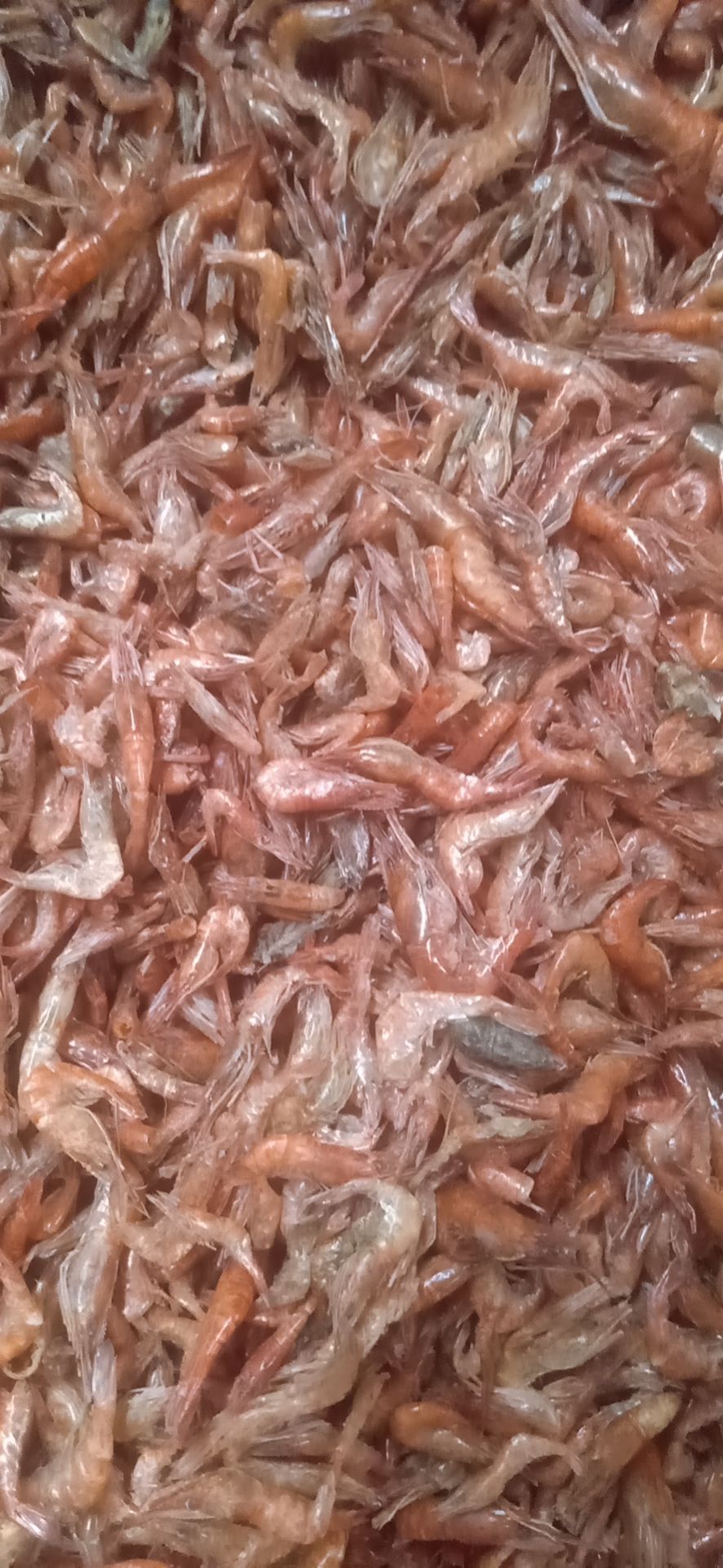 上饶干河虾 河虾干非常漂亮的。