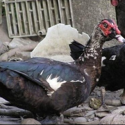 南宁 西洋鸭苗,批发鸡 鸭 鹅 各种珍禽苗,包打疫苗,包运输成活