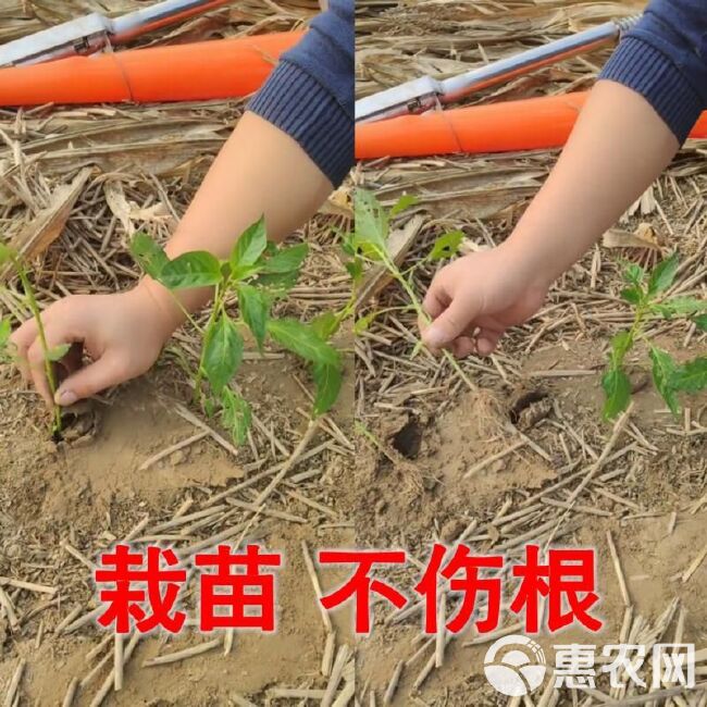 栽苗器移栽器辣椒播种器定植器种苗器种菜栽苗机大桥农具