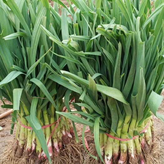 沛县 红根蒜苗 基地直供 现挖 口感鲜嫩 可加工水洗 量大从优