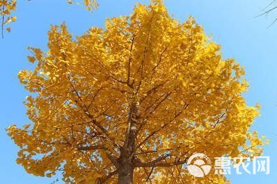  银杏树苗，一年两年三年生，全国包邮。保真，包成活，死苗补发