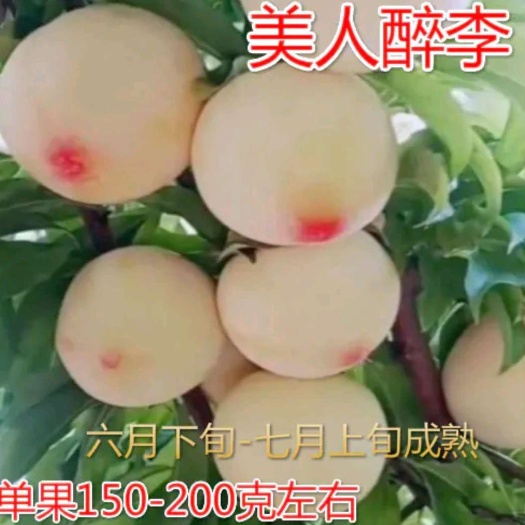 平邑县红美人李子苗 美人醉李子苗 嫁接苗 优质新品种  基地直供  保证成活率