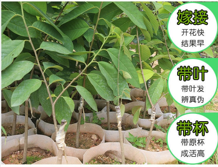灵山县优质凤梨释迦果苗带土带叶发货