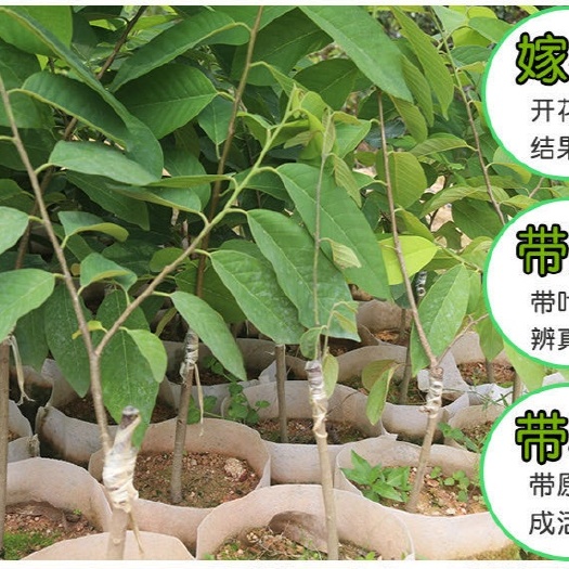 灵山县优质凤梨释迦果苗带土带叶发货