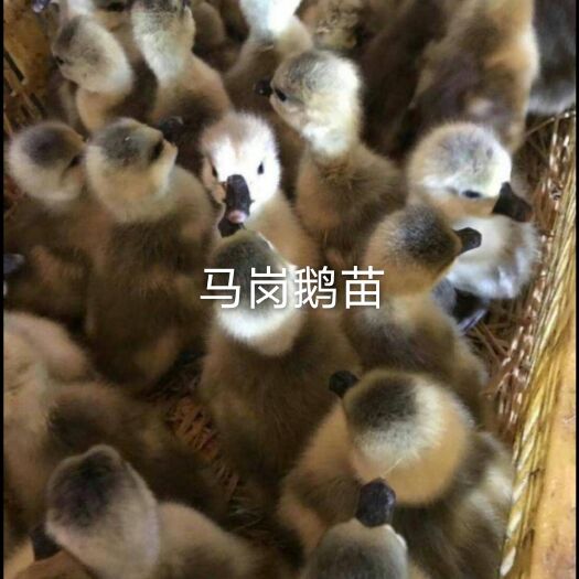南宁马岗鹅苗