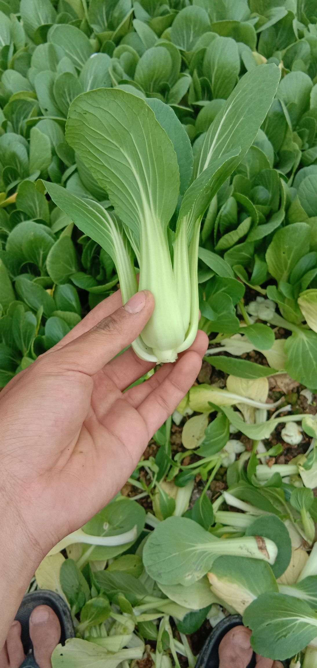 上海青  全地都是小棠菜，