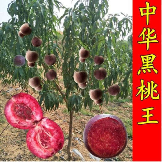 平邑县中华黑桃王 嫁接桃树苗蟠桃苗当年结果 南北方种植