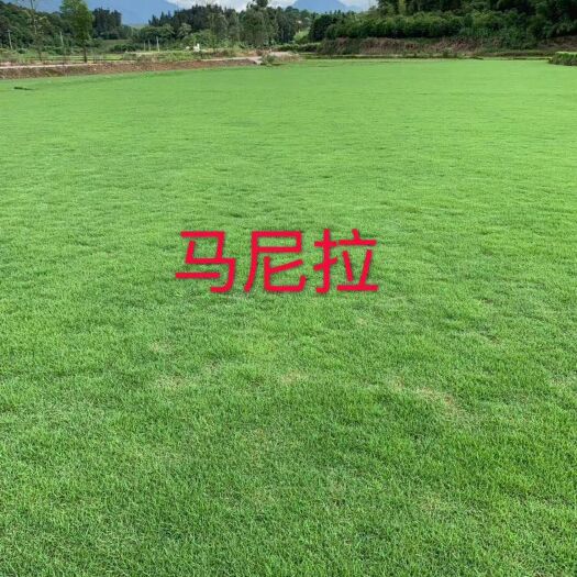 广州草