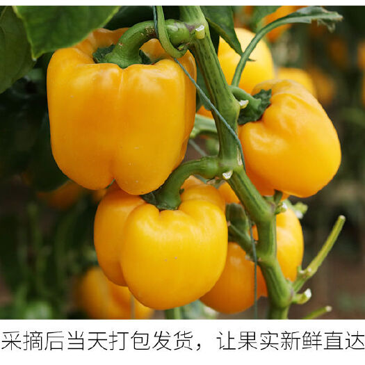 寿光市五彩椒 精品彩椒欢迎选购