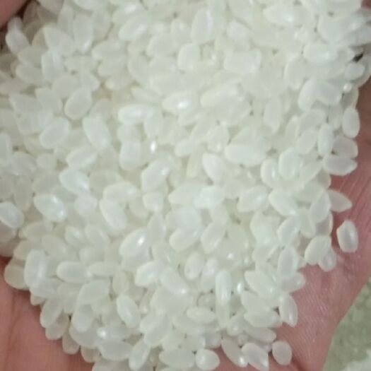 宿迁金粳1号大米 一等品 晚稻 粳米
