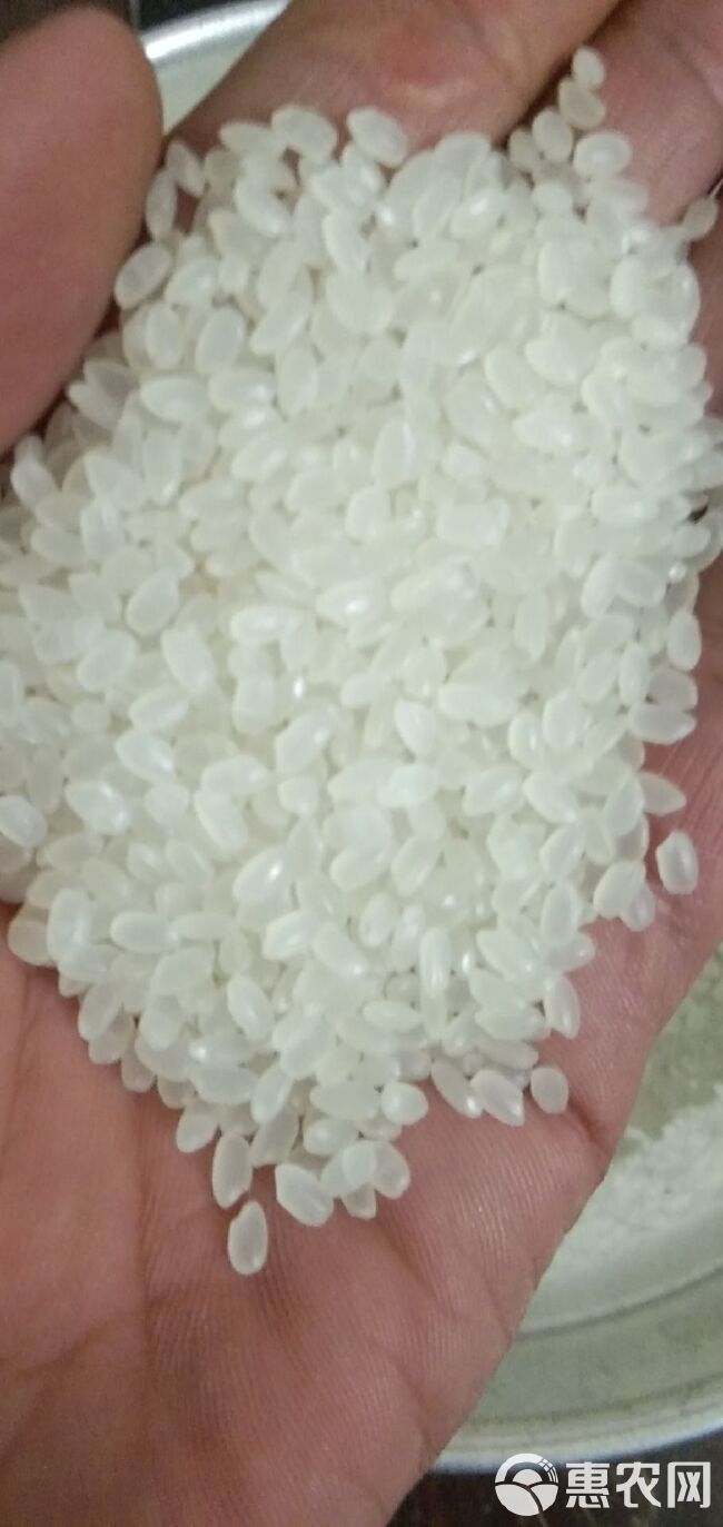 金粳1号大米 一等品 晚稻 粳米