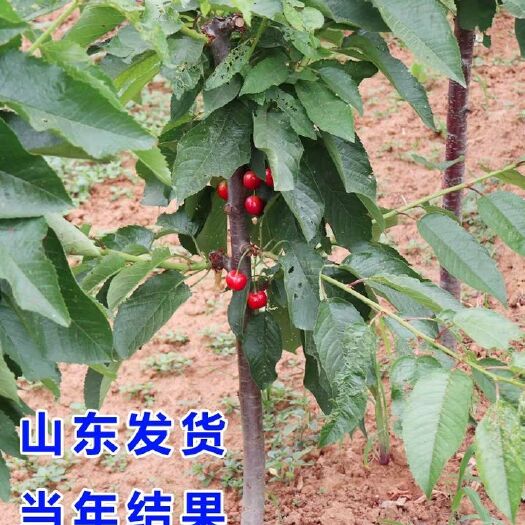 平邑县美早苗  樱桃树苗嫁接美早车厘子红灯黑珍珠适合南北方种植盆栽地栽