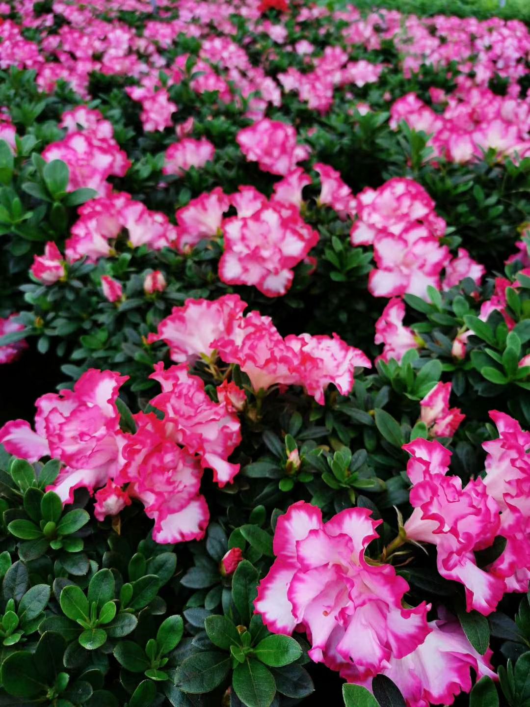 西洋杜鹃  精品杜鹃花盆栽盆景比利时杜鹃花梅红杜鹃花带花苞产