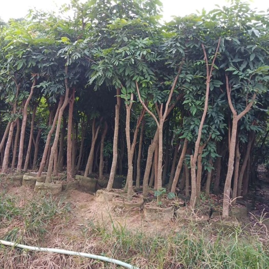 灵山县龙眼苗  龙眼风景树