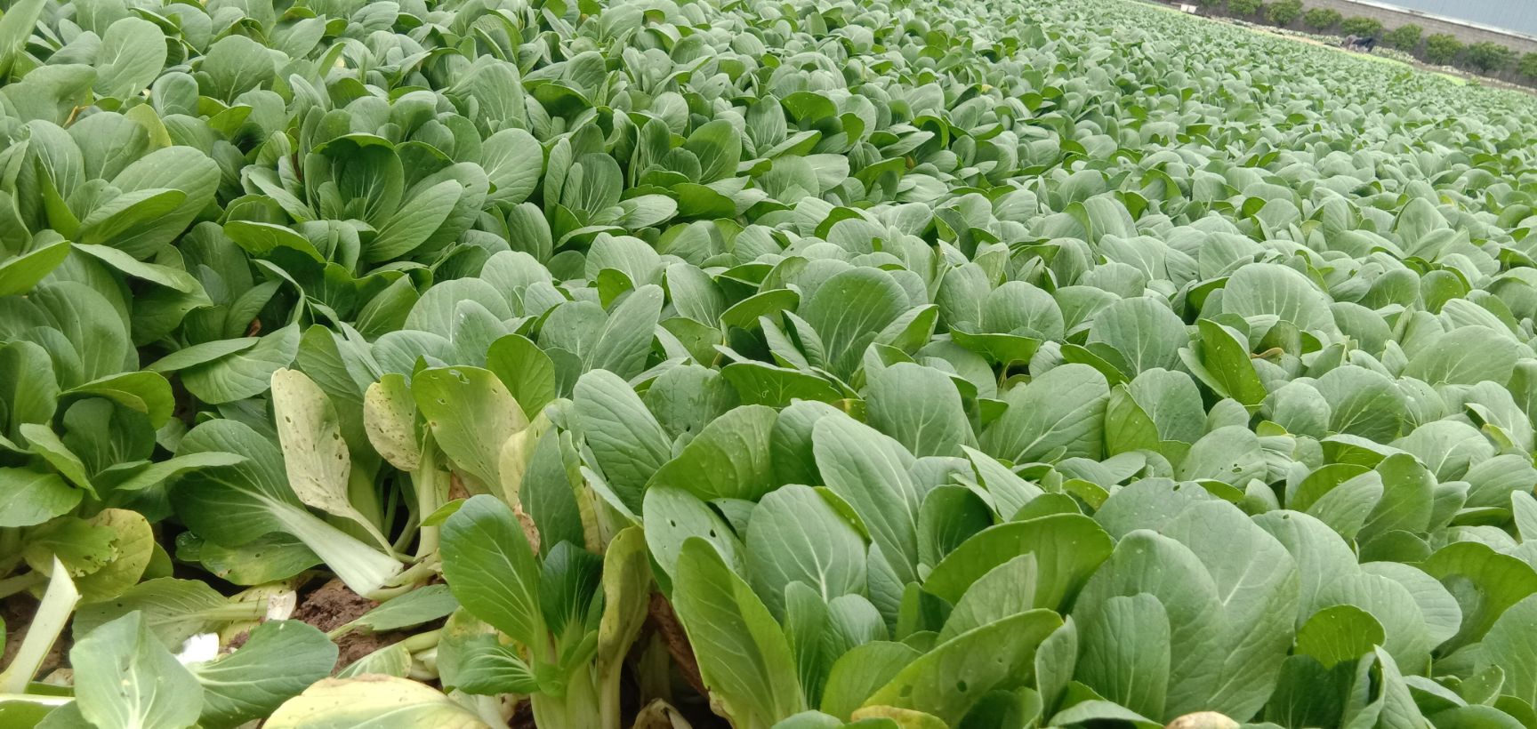 上海青  全地都是小棠菜，
