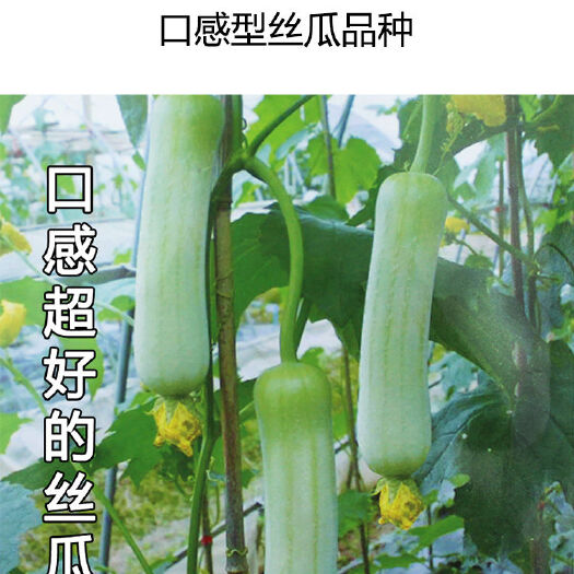 绥宁县基地直供湖南高优纯正的丝瓜苗。