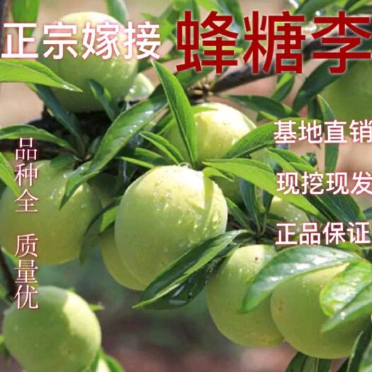 平邑县 蜂糖李树苗  嫁接苗 口感好 产量高 南北方均可种植