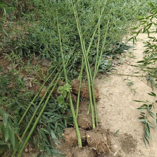 定远县 青竹苗、绿竹苗、刚竹苗、早园竹苗批发