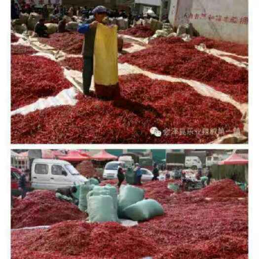 会泽县云南红干辣椒 中国辣椒第一镇，云南会泽乐业以优质的品质打造绿色干椒得名