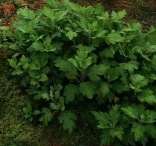 安庆金丝皇菊苗 金丝皇菊插穗，苗壮，无病虫害