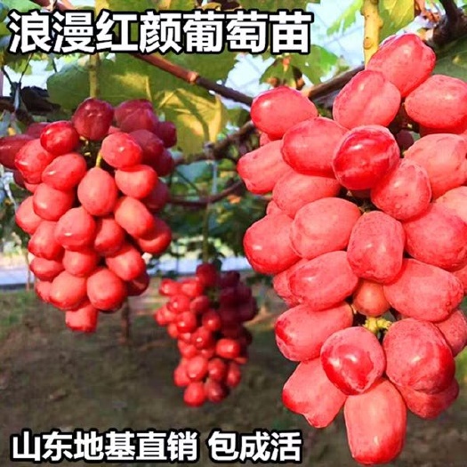 平邑县 浪漫红颜葡萄苗嫁接苗，食后无需吐皮，【基地直售】，现挖现卖