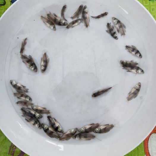 耒阳市 观赏冷水鱼苗 一帆风顺鱼苗 放生粉排鱼苗