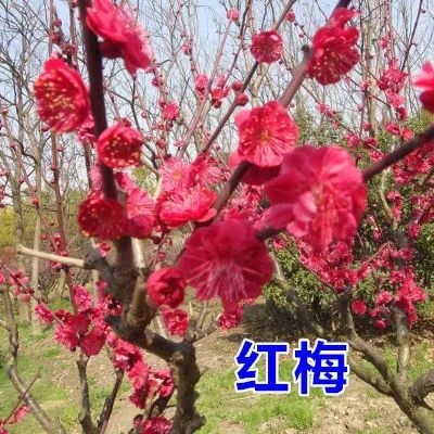 嫁接梅花树苗红梅腊梅绿梅树桩盆景美人梅榆叶梅苗庭院盆栽梅花
