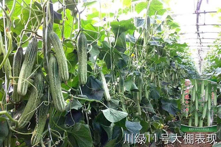 绥宁县黄瓜种苗  基地直供湖南高端黄瓜苗